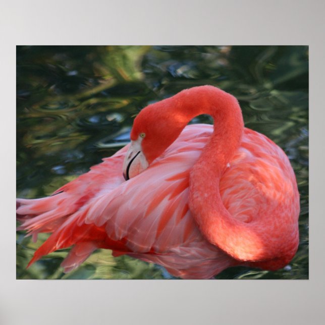 Snygg Rosa Flamingo Poster. Poster (Framsidan)
