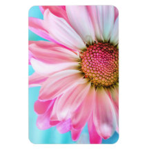 Snygg Rosa Flower Close Photo