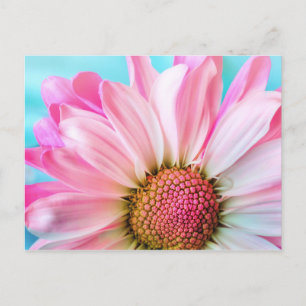 Snygg Rosa Flower Close Photo Vykort
