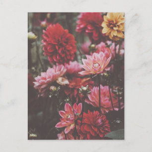 Snygg Rosa - höstblommor Fin Art-foto Vykort