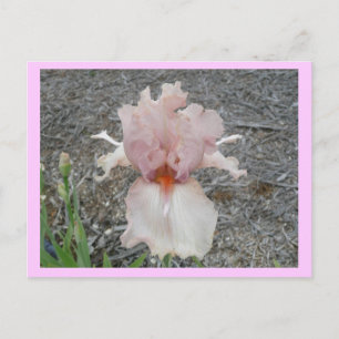 Snygg Rosa Iris Vykort