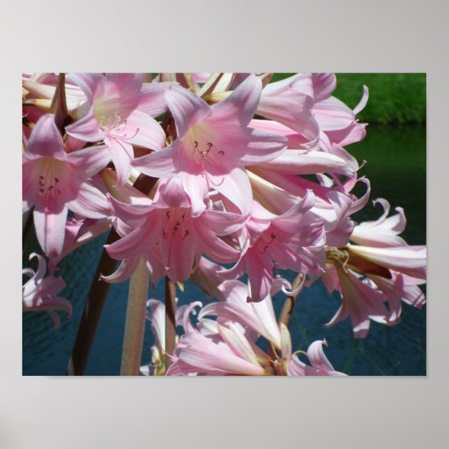 Snygg Rosa Lilies Poster (Framsidan)