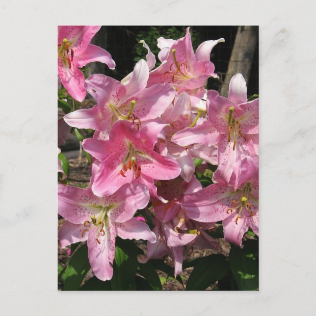 Snygg Rosa Lilies Vykort (Framsida)