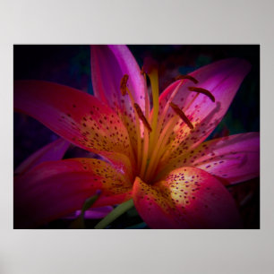 Snygg Rosa Lily Poster
