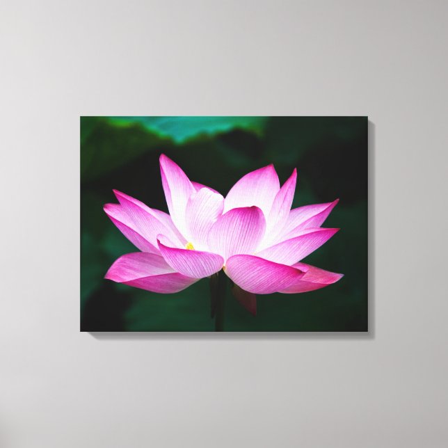 Snygg Rosa Lotus Flower Bloom Canvastryck (Framsida)