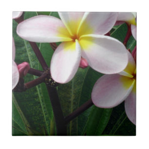 Snygg Rosa och Gult Plumeria Kitchen Tile Kakelplatta