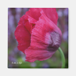 Snygg Rosa och Lila Poppy Flower Magnet