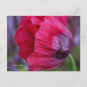 Snygg Rosa och Lila Poppy Flower Vykort
