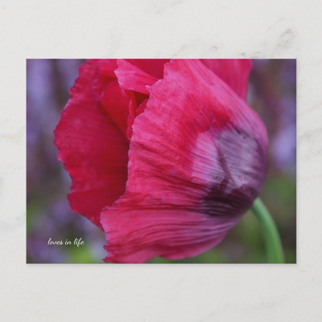 Snygg Rosa och Lila Poppy Flower Vykort (Framsida)