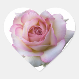 Snygg Rosa och White Heart Ro Sticker Hjärtformat Klistermärke