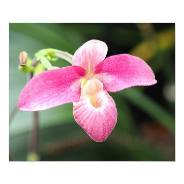Snygg Rosa Orchid Fototryck (Framsidan)