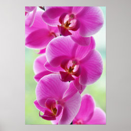 Snygg Rosa Orchids Poster