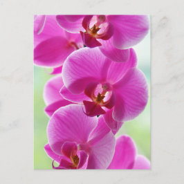 Snygg Rosa Orchids Vykort