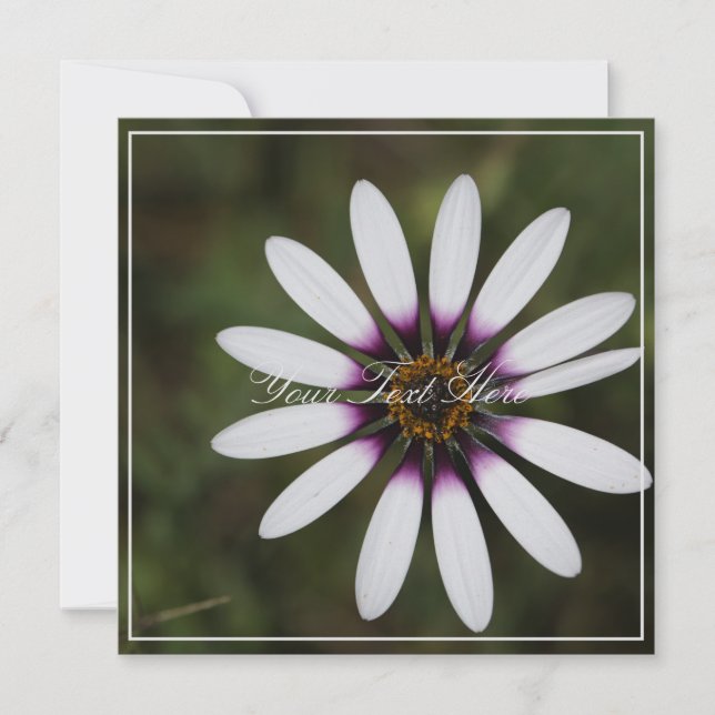 Snygg Rosa Osteosperum - ditt platta textkort (Framsida)