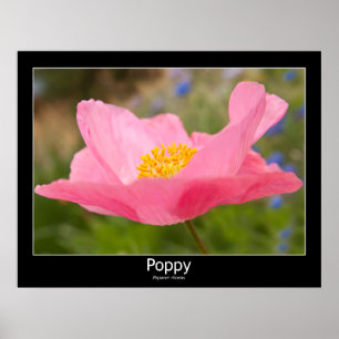 Snygg Rosa Poppy Close Photograph Poster