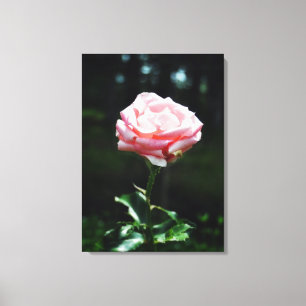 Snygg Rosa ros Canvastryck