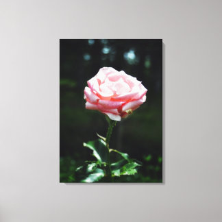 Snygg Rosa ros Canvastryck