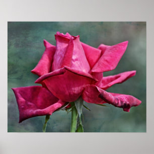 Snygg Rosa ros-fotografisk utskrift av Magenta Poster