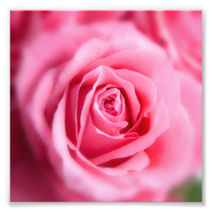 Snygg Rosa ros Fototryck