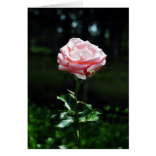 Snygg Rosa ros Hälsningskort