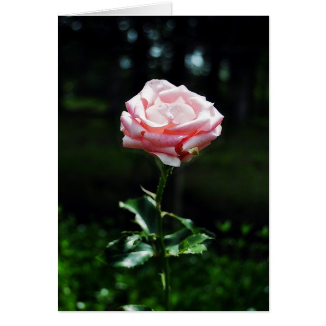 Snygg Rosa ros Hälsningskort (Framsidan)