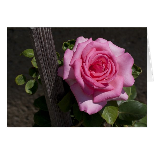 Snygg Rosa ros Hälsningskort (Framsidan Horizontal)