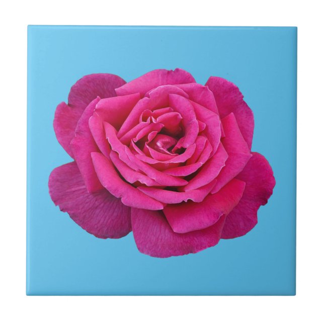 Snygg rosa ros kakelplatta (Framsidan)