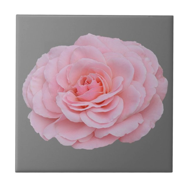 Snygg rosa ros kakelplatta (Framsidan)