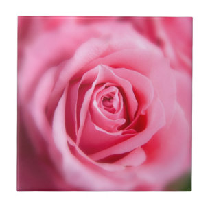 Snygg Rosa ros Kakelplatta