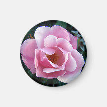 Snygg Rosa ros Magnet