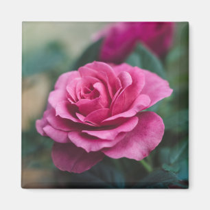 Snygg Rosa ros Magnet