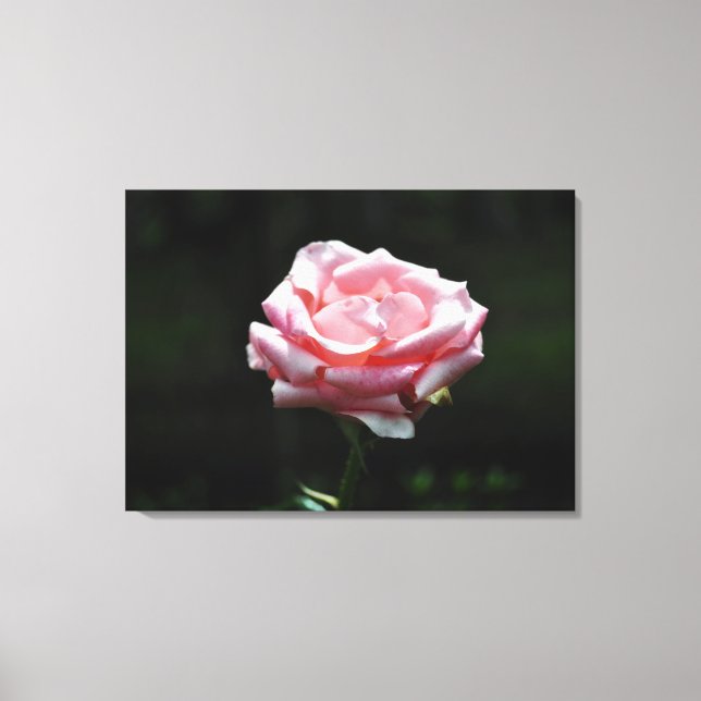 Snygg Rosa ros nära Canvastryck (Framsida)