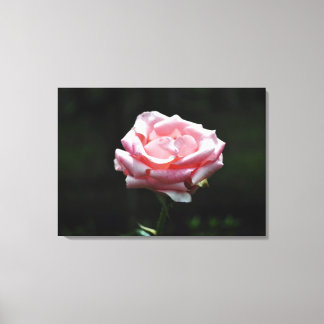 Snygg Rosa ros nära Canvastryck