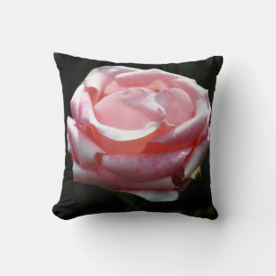 Snygg Rosa ros nära Kudde