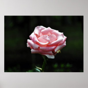 Snygg Rosa ros nära Poster