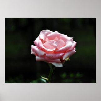 Snygg Rosa ros nära Poster