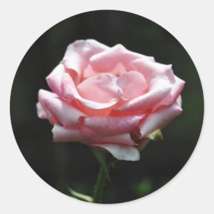 Snygg Rosa ros nära Runt Klistermärke