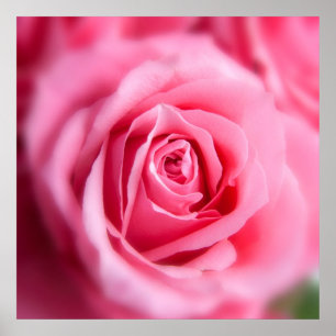 Snygg Rosa ros Poster