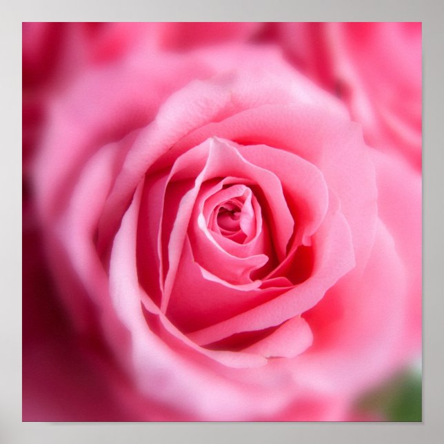 Snygg Rosa ros Poster (Framsidan)