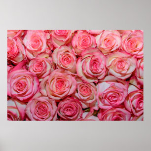 Snygg rosa ros poster