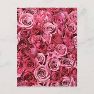 Snygg Rosa ros Vykort