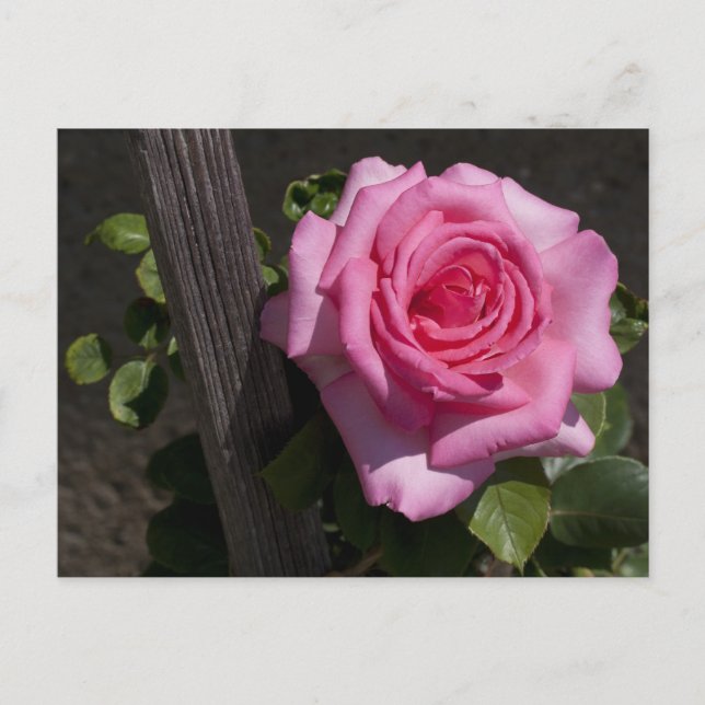 Snygg Rosa ros Vykort (Framsida)