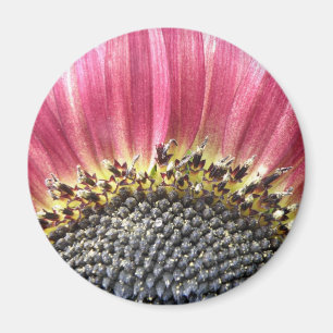Snygg Rosa Solros Magnet