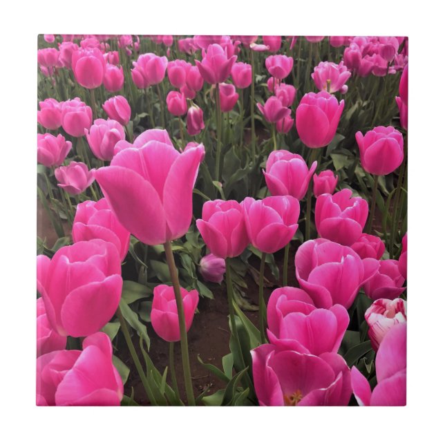 Snygg Rosa Tulips, Oregon Kakelplatta (Framsidan)