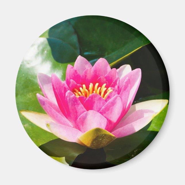 Snygg Rosa vatten med grönt löv Magnet (Framsidan)