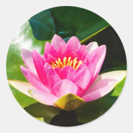 Snygg Rosa vatten med grönt löv Runt Klistermärke
