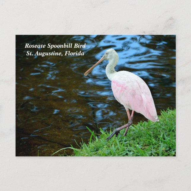 Snygg Roseate Spoonbill Helg Vykort (Framsida)