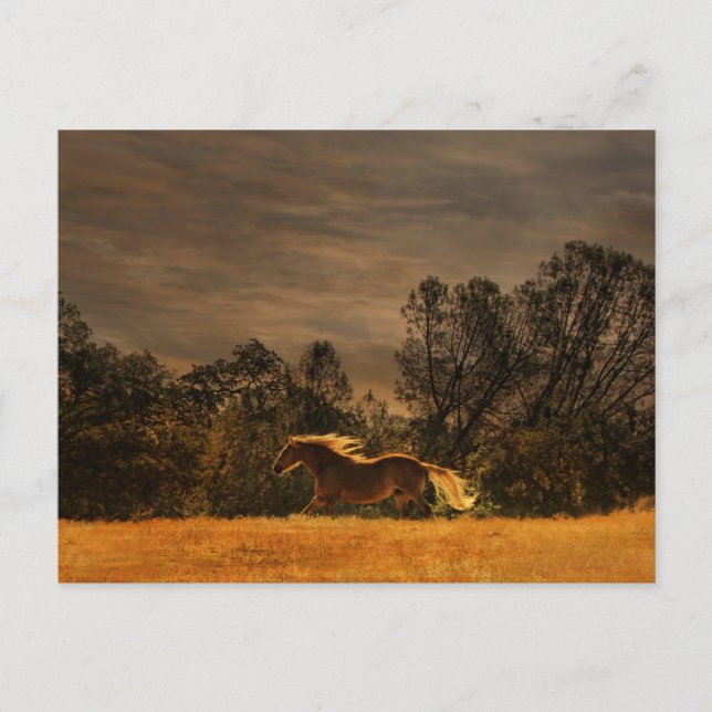 Snygg Running Palomino i Sunset Vykort (Framsida)