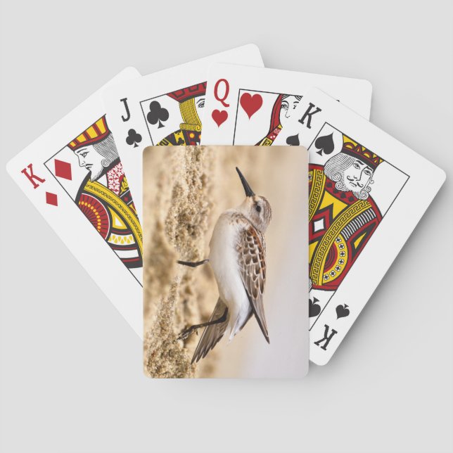 Snygg Sandpiper Bird i Sand Casinokort (Baksidan)