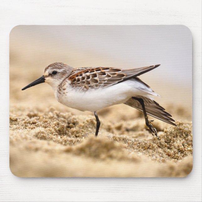 Snygg Sandpiper Bird i Sand Musmatta (Framsidan)